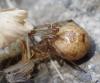Parasteatoda tepidariorum
